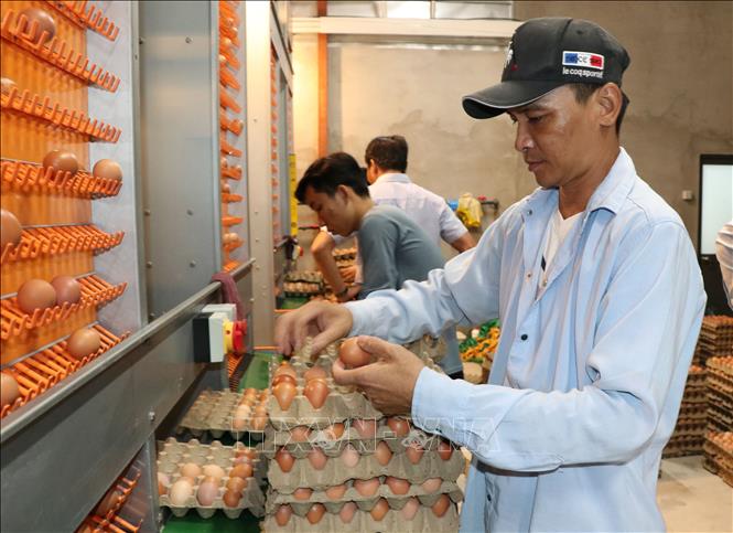 Mô hình nuôi gà đẻ trứng của Công ty TNHH Chăn nuôi Công nghệ cao 168 tại xã Tam Ngãi, tỉnh Vĩnh Long. Ảnh: Thanh Hòa - TTXVN
