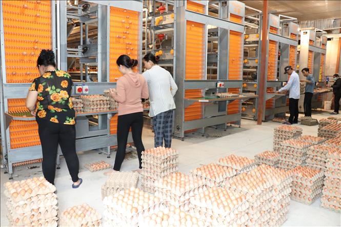 Mô hình nuôi gà đẻ trứng với hệ thống máy móc hiện đại của Công ty TNHH Chăn nuôi Công nghệ cao 168, xã Tam Ngãi, tỉnh Vĩnh Long. Ảnh: Thanh Hòa - TTXVN