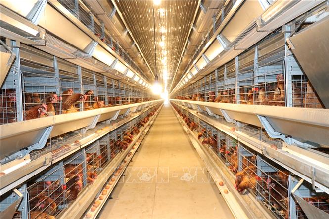 Mô hình nuôi gà đẻ trứng với hệ thống máy móc hiện đại của Công ty TNHH Chăn nuôi Công nghệ cao 168, xã Tam Ngãi, tỉnh Vĩnh Long. Ảnh: Thanh Hòa - TTXVN