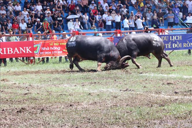 Trận chung kết giữa trâu số 21 và trâu số 15. Ảnh: Mạnh Minh - TTXVN