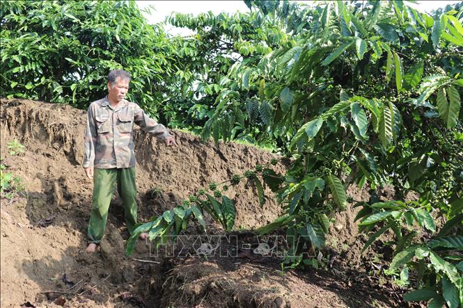 Đất trồng cà phê của gia đình ông Đàm Văn Chiến ở thôn Đắk Snao, xã Quảng Sơn (Lâm Đồng) bị sụt lún nặng. Ảnh: Nguyễn Huy Thành – TTXVN