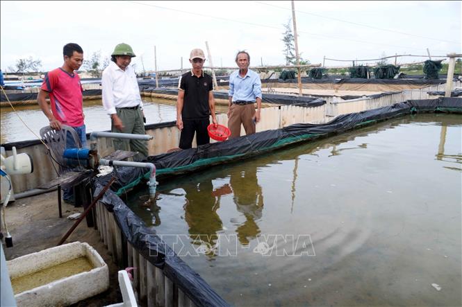 Do tình trạng sạt lở, xâm thực, nhiều hộ nuôi trồng thủy sản sát bãi biển tại thôn Mỹ Thủy gặp nhiều khó khăn, có thời điểm phải bán ốc non với giá thấp, gây thiệt hại kinh tế. Ảnh: Tá Chuyên - TTXVN