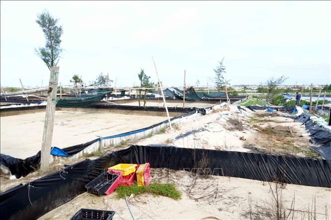Nhiểu hộ nuôi ốc hương đã phải bỏ không ao nuôi do tình trạng xâm thực và không có nguồn nước để nuôi trồng. Ảnh: Tá Chuyên - TTXVN