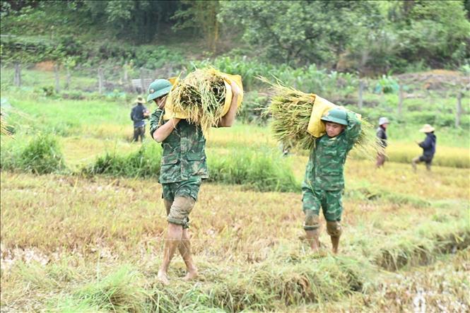 Lực lượng Đồn Biên phòng Cửa khẩu A Đớt hỗ trợ người dân khó khăn xã A Lưới 4 thu hoạch lúa. Ảnh: Mai Trang - TTXVN 