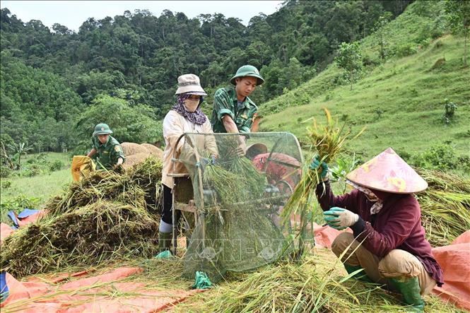 Lực lượng Đồn Biên phòng Cửa khẩu A Đớt hỗ trợ người dân khó khăn xã A Lưới 4 thu hoạch lúa. Ảnh: Mai Trang - TTXVN 