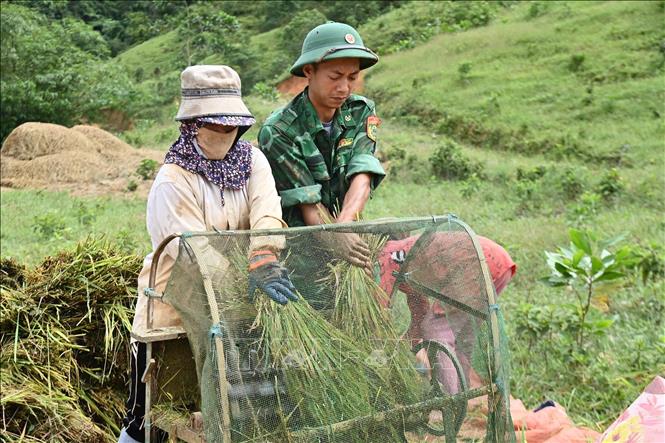 Lực lượng Đồn Biên phòng Cửa khẩu A Đớt hỗ trợ người dân khó khăn xã A Lưới 4 thu hoạch lúa. Ảnh: Mai Trang - TTXVN 