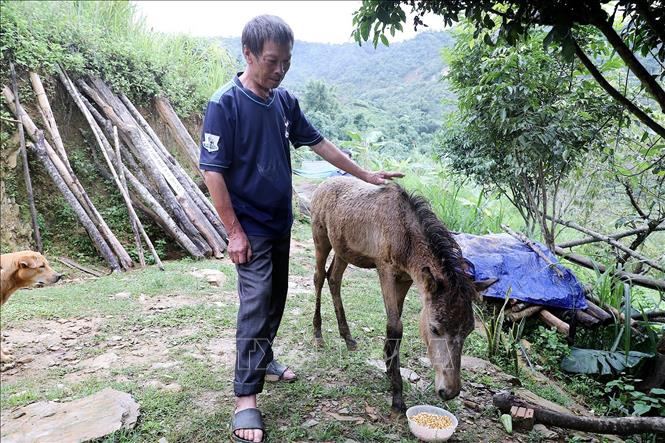 Người dân phấn khởi chăm sóc ngựa từ mô hình hỗ trợ sản xuất cộng đồng phát triển chăn nuôi ngựa. Ảnh: Thanh Hải - TTXVN