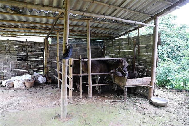 Ngựa giống được UBND xã Vân Sơn (Phú Thọ) cấp cho 45 hộ gia đình có hoàn cảnh khó khăn, hộ nghèo. Ảnh: Thanh Hải - TTXVN 