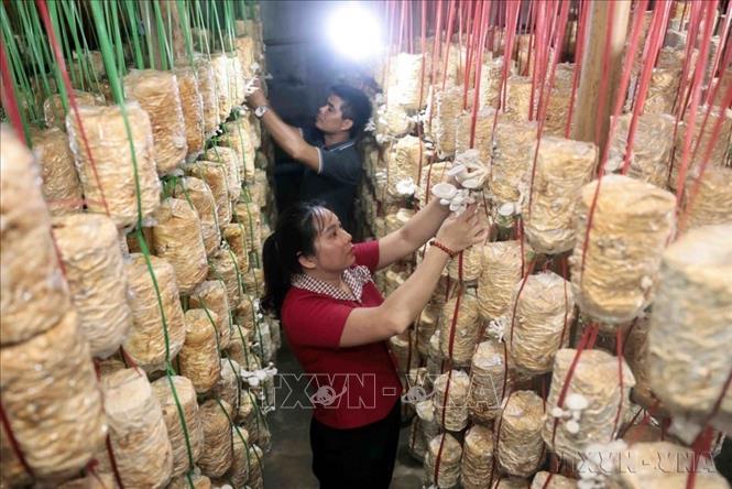 Gia đình chị Hoàng Thị Hiền, dân tộc Tày ở thị trấn Yên Bình, huyện Quang Bình (Hà Giang) phát triển kinh tế, nâng cao thu nhập cho gia đình nhờ tiếp cận vốn từ Dự án “Nâng cao quyền năng kinh tế cho phụ nữ Việt Nam” (AWEEV) do Bộ Các vấn đề toàn cầu và Chính phủ Canada tài trợ thông qua Tổ chức CARE Quốc tế. Ảnh: Trần Việt - TTXVN
