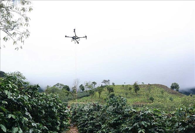 Dùng UAV vận chuyển cà phê từ vườn xuống điểm tập kết dưới chân đồi. Ảnh: TTXVN phát