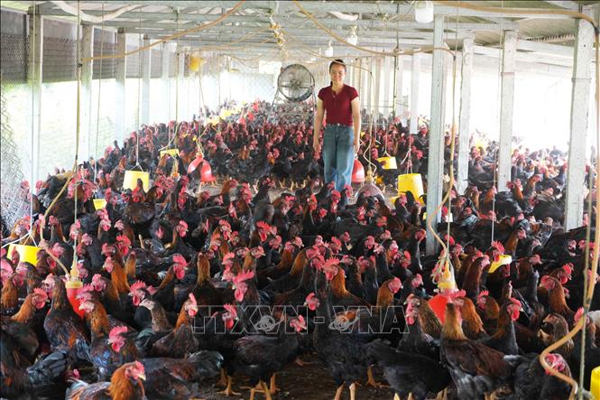 Mô hình liên kết nuôi gà Minh Dư, chứng nhận chăn nuôi tốt VietGAHP của hộ bà Nguyễn Thị Hiếu, xã Đan Điền, thành phố Huế. Ảnh: Nguyên Lý - TTXVN