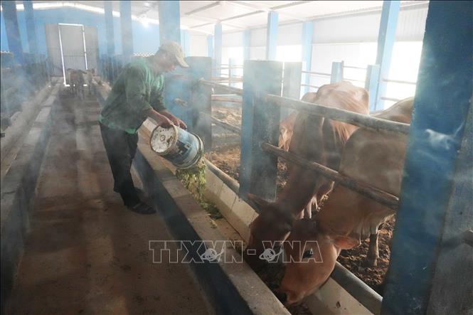 Mô hình chăn nuôi bò vàng hữu cơ của Tập đoàn Quế Lâm ở phường Phong Điền, thành phố Huế. Ảnh: Nguyên Lý - TTXVN