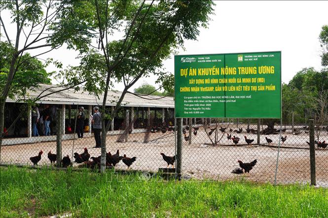 Mô hình liên kết nuôi gà Minh Dư, chứng nhận chăn nuôi tốt VietGAHP của hộ bà Nguyễn Thị Hiếu, xã Đan Điền, thành phố Huế. Ảnh: Nguyên Lý - TTXVN