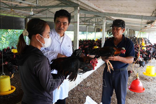Mô hình liên kết nuôi gà Minh Dư được chứng nhận VietGAHP của hộ bà Nguyễn Thị Hiếu, xã Đan Điền, thành phố Huế. Ảnh: Nguyên Lý - TTXVN