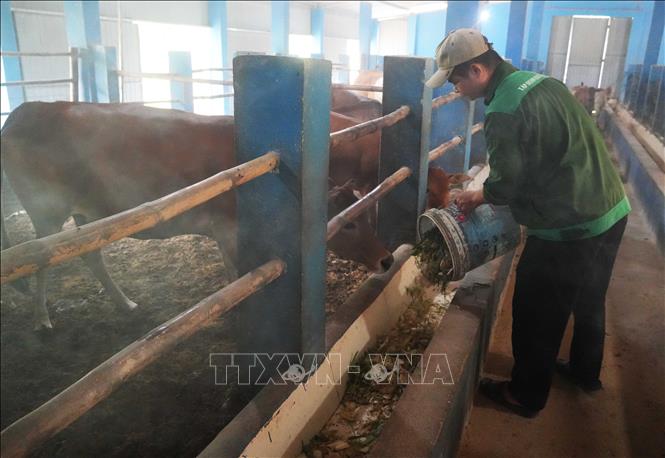 Mô hình chăn nuôi bò vàng hữu cơ của Tập đoàn Quế Lâm ở phường Phong Điền, thành phố Huế. Ảnh: Nguyên Lý - TTXVN