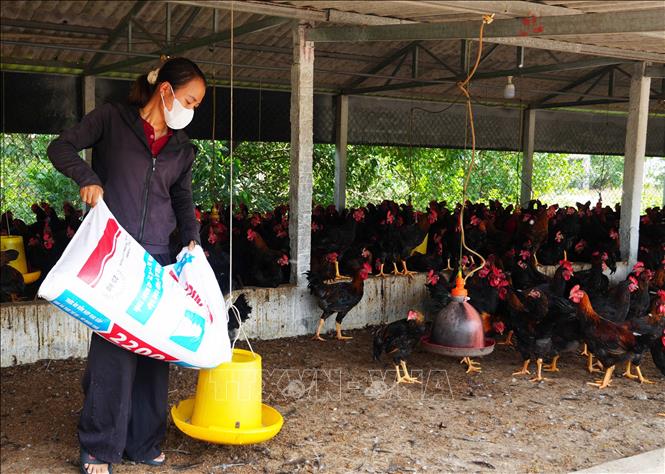 Mô hình liên kết nuôi gà Minh Dư được chứng nhận VietGAP của hộ bà Nguyễn Thị Hiếu, xã Đan Điền, thành phố Huế. Ảnh: Nguyên Lý-TTXVN
