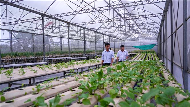 Mô hình thực nghiệm ứng dụng công nghệ trong sản xuất cây dược liệu tại Trại Thực nghiệm Khoa học công nghệ tỉnh Tây Ninh. Ảnh: Minh Phú - TTXVN