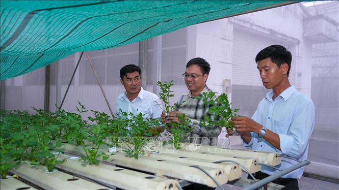 Các đại biểu tham quan mô hình trồng, nghiên cứu và ứng dụng công nghệ trong sản xuất dược liệu tại Trại Thực nghiệm Khoa học công nghệ tỉnh Tây Ninh. Ảnh: Minh Phú - TTXVN 