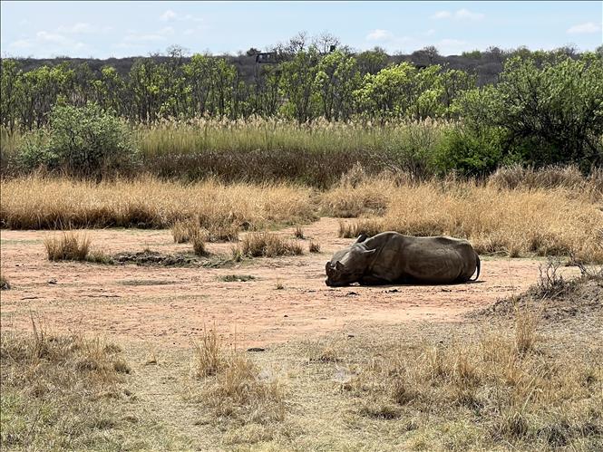 Hai cá thể tê giác trắng tại Khu bảo tồn động vật hoang dã Dinokeng (Dinokeng Game Reserve) tỉnh Gauteng, Nam Phi. Ảnh: Trung Kiên - PV TTXVN tại Nam Phi