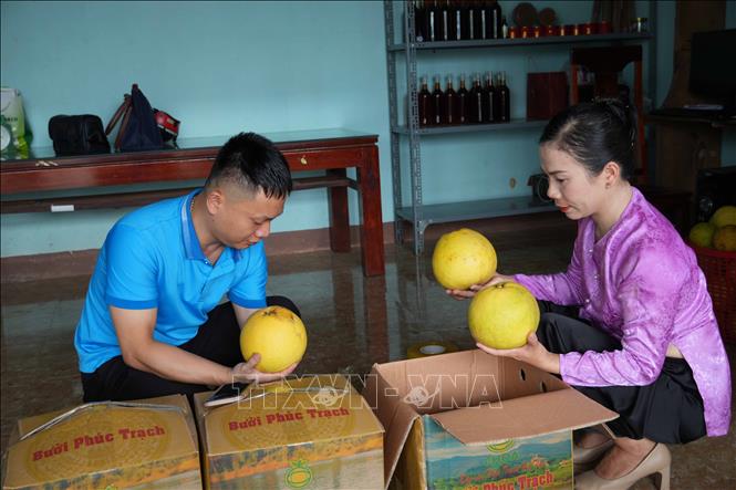 Khách hàng lựa chọn mua bưởi Phúc Trạch tại Hợp tác xã Nông nghiệp Choa. Ảnh: Hữu Quyết – TTXV