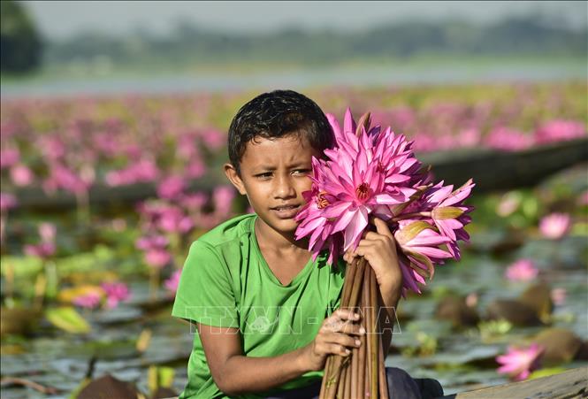 Một em nhỏ thu hoạch hoa súng tại Barishal, miền Nam Bangladesh, ngày 21/9/2026. Ảnh: THX/TTXVN phát