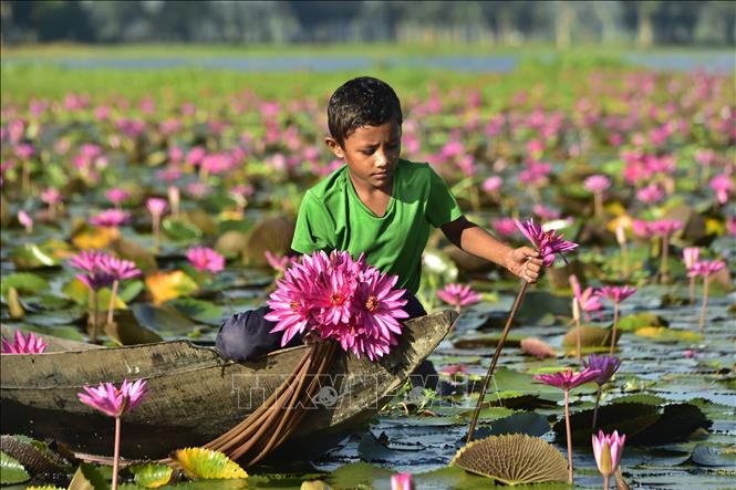 Một em nhỏ thu hoạch hoa súng tại Barishal, miền Nam Bangladesh, ngày 21/9/2026. Ảnh: THX/TTXVN phát