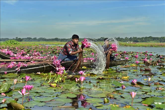Người dân thu hoạch hoa súng tại Barishal, miền Nam Bangladesh, ngày 21/9/2026. Ảnh: THX/TTXVN phát