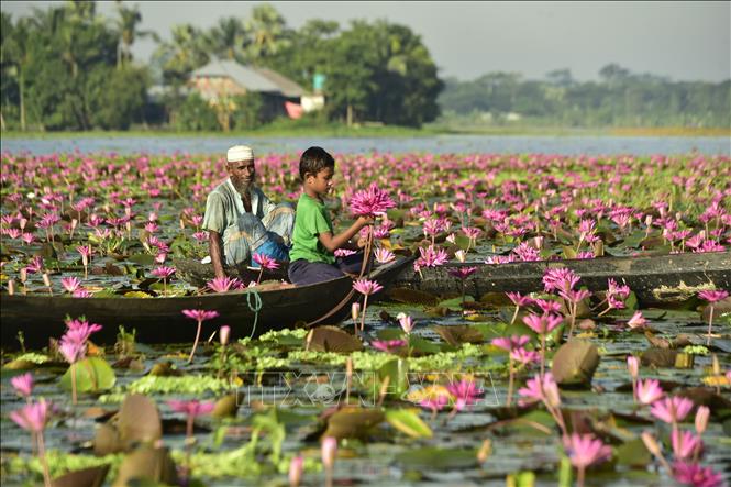 Người dân thu hoạch hoa súng tại Barishal, miền Nam Bangladesh, ngày 21/9/2026. Ảnh: THX/TTXVN phát