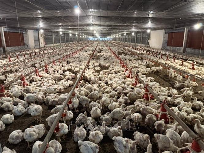 Nhờ hệ thống chuồng trại lạnh khép kín, đàn gà thích nghi với điều kiện thời tiết, ăn uống và sinh trưởng tốt. Ảnh: Công Trí - TTXVN