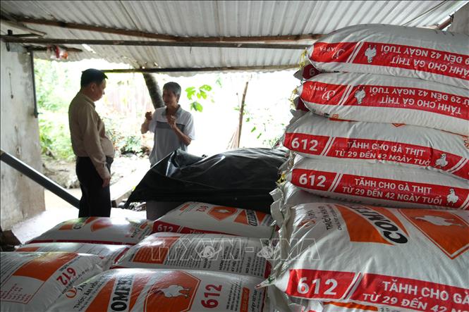 Việc liên kết với doanh nghiệp giúp người chăn nuôi chủ động hơn về con giống, thức ăn, kỹ thuật cũng như đầu ra sản phẩm. Ảnh: Công Trí - TTXVN 
