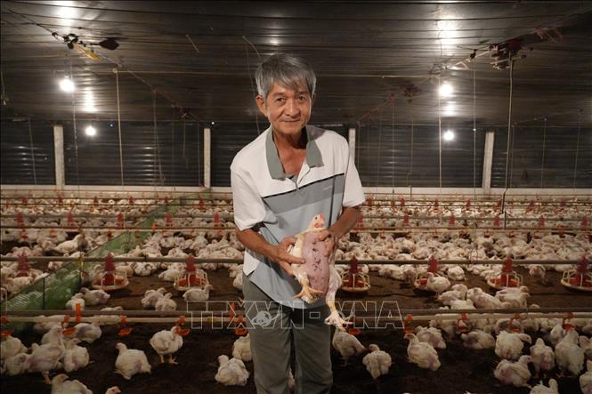 Ông Nguyễn Đức Lữ, phường Đạo Thạnh, tỉnh Đồng Tháp, xây dựng mô hình nuôi gà trong trại lạnh khép kín, mang lại doanh thu từ 15 - 20 tỷ đồng mỗi năm. Ảnh: Công Trí - TTXVN