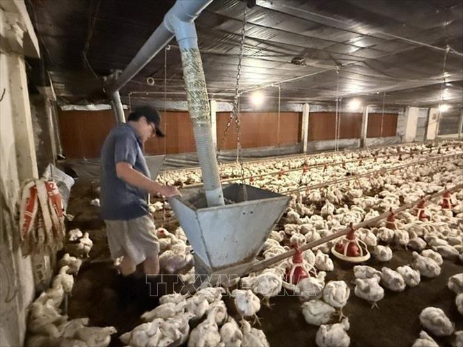 Mô hình ứng dụng khoa học kỹ thuật vào chăn nuôi, đảm bảo vệ sinh môi trường và thân thiện với môi trường. Ảnh: Công Trí - TTXVN