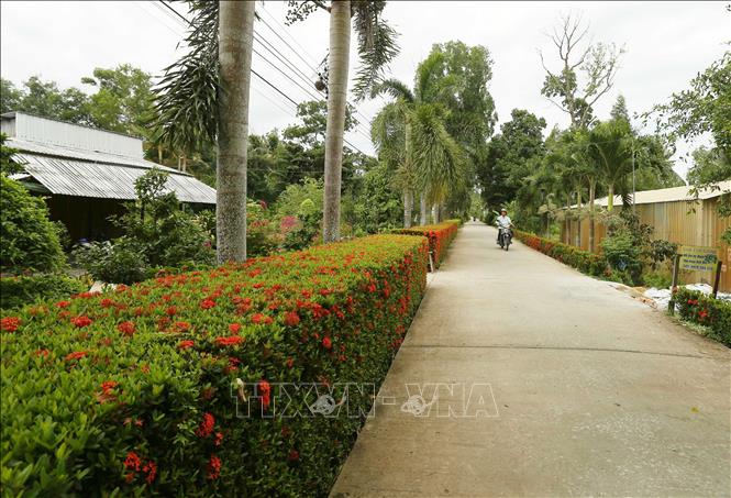 Các tuyến đường nông thôn mới kiểu mẫu phải đạt 100% có trồng cây xanh, hoa kiểng, thảm cỏ phù hợp. Ảnh: Duy Khương – TTXVN