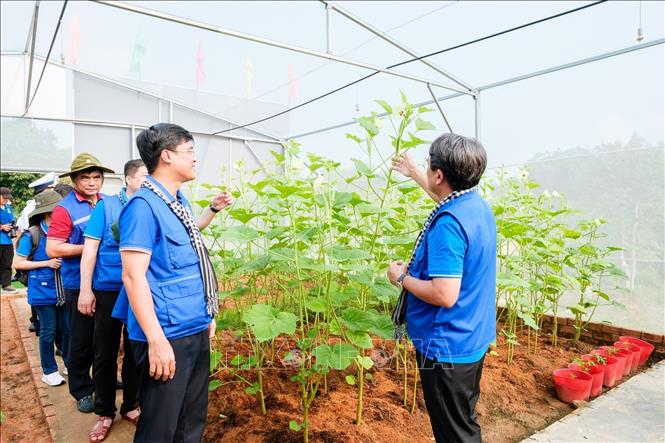Công trình vườn rau mái che tại Kho Tổng hợp 700A, Phòng Hậu cần - Kỹ thuật, Vùng 5 Hải quân được vận hành hiệu quả ngay khi bàn giao. Ảnh: Xuân Anh -TTXVN