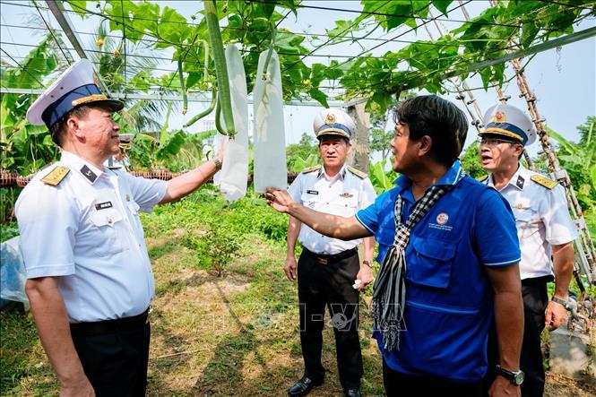 Khu tăng gia sản xuất do Đảng bộ, chính quyền và nhân dân Thành phố Hồ Chí Minh tặng cán bộ, chiến sĩ trên đảo Hòn Đốc, tỉnh An Giang đã cho thu hoạch những vụ rau, quả đầu . Ảnh: Xuân Anh – TTXVN