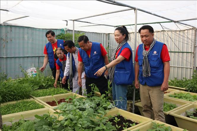 Đoàn đại biểu Thành phố Hồ Chí Minh bất ngờ trước những luống rau xanh tốt được trồng trên nhà giàn DKI/10, tỉnh Cà Mau. Ảnh: Xuân Anh -TTXVN
