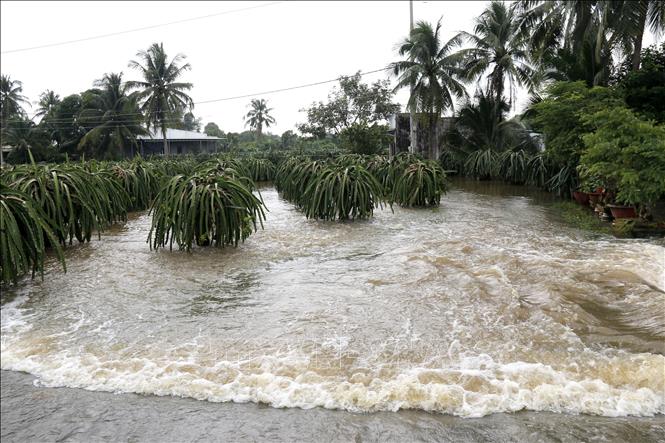 Nhiều vườn thanh long đang ra trái tại xã Tuyên Quang (Lâm Đồng) bị ngập trong nước, hư hỏng hoàn toàn. Ảnh: Nguyễn Thanh –TTXVN