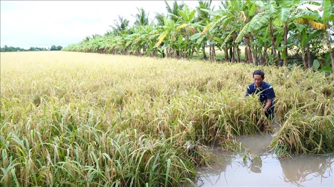 Tình hình mưa lớn đã gây ngập úng 4.284 ha lúa, trong đó có 119,9 ha đã bị thiệt hại. Ảnh: Huỳnh Anh - TTXVN