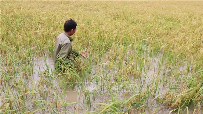 Nhiều diện tích lúa hè thu của nông dân tỉnh Cà Mau đang chìm sâu trong nước dù gần đến vụ thu hoạch. Ảnh: Huỳnh Anh - TTXVN
