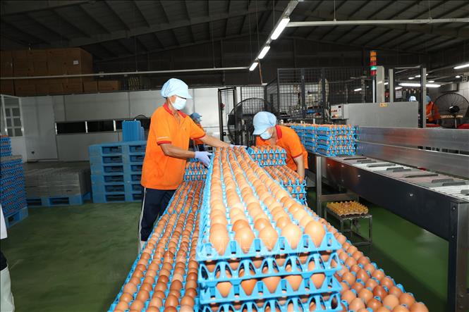 Công ty TNHH QL FARMS (Tây Ninh), tại ấp Thạnh Phước, xã Thạnh Bình, tỉnh Tây Ninh, với quy mô chăn nuôi 1,5 triệu con gà đẻ trứng, sản lượng khoảng 550 triệu quả trứng/năm đáp ứng đủ các tiêu chuẩn yêu cầu xuất khẩu. Ảnh: Thanh Tân - TTXVN