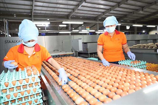 Công nhân Công ty TNHH QL FARMS (Tây Ninh) kiểm tra chất lượng trứng gà sau khi qua hệ thống tiệt trùng, phân loại. Ảnh: Thanh Tân - TTXVN