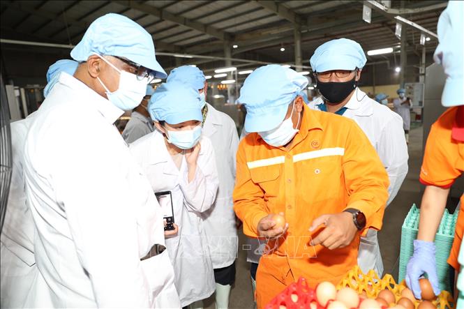 Cơ quan Quản lý Thực phẩm các nước tham quan, tìm hiểu quy trình sản xuất và chất lượng sản phẩm trứng gà của Công ty TNHH QL FARMS (Tây Ninh) tại nhà máy. Ảnh: Thanh Tân - TTXVN
