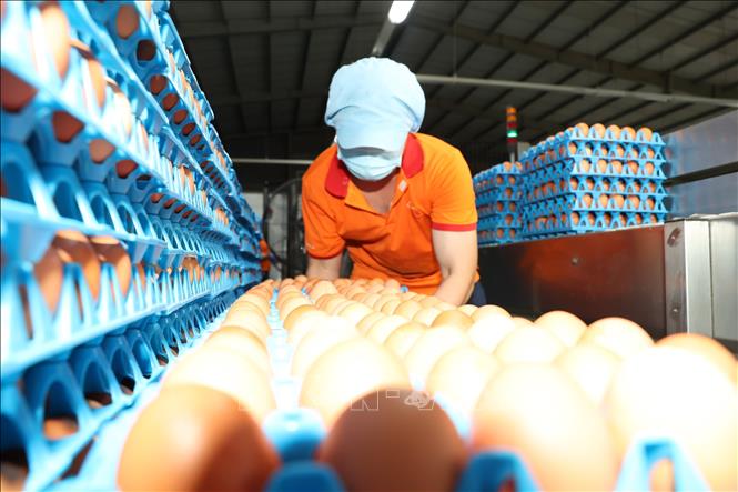 Công nhân Công ty TNHH QL FARMS (Tây Ninh) kiểm tra chất lượng trứng gà sau khi qua hệ thống tiệt trùng, phân loại. Ảnh: Thanh Tân - TTXVN