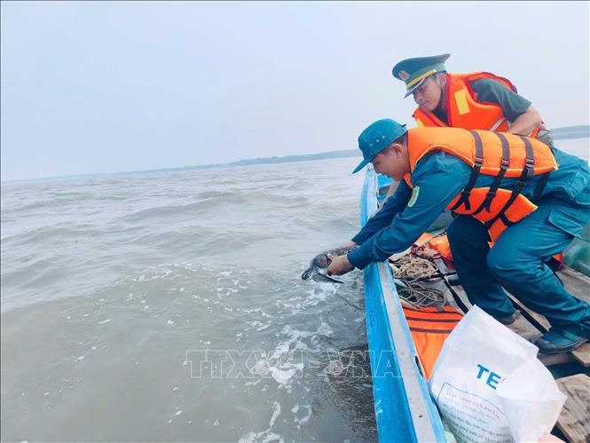 Trước đó, ngày 14/9, Ban Chỉ huy Quân sự xã Tân Ân phối hợp Đồn Biên phòng Tam Giang Tây cũng đã thả cá thể vích 3kg về môi trường tự nhiên. Ảnh: TTXVN phát