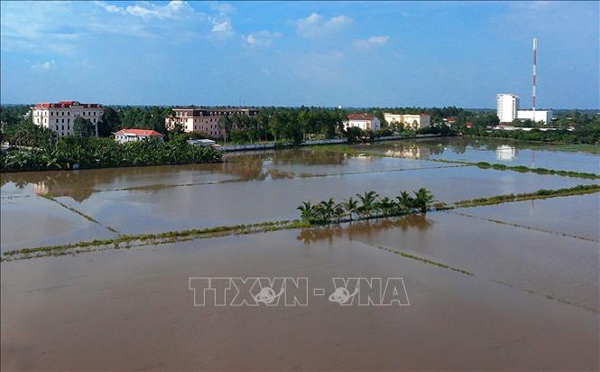 Ngành chức năng cảnh báo triều cường tiếp tục làm chậm quá trình thoát lũ trên hệ thống sông, vì vậy các vùng thấp ven sông, ngoài đê bao có nguy cơ ngập nặng kéo dài. Ảnh: Duy Khương – TTXVN
