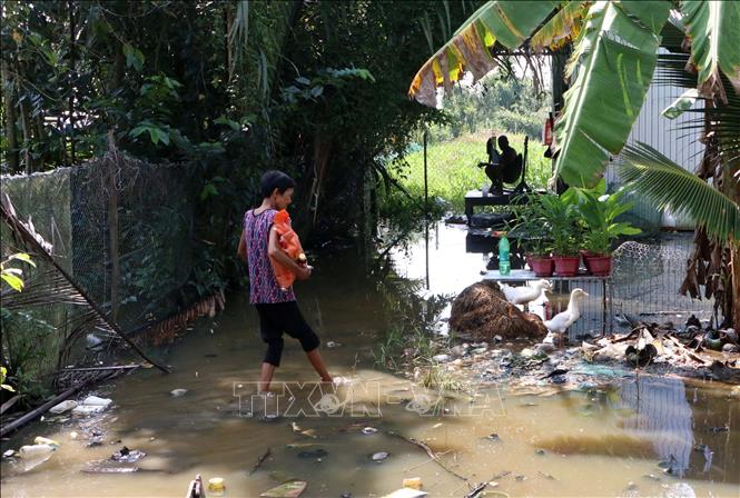 Một số diện tích sản xuất nằm ngoài vùng đê bao bị ảnh hưởng khi mực nước tiếp tục dâng cao. Ảnh: Duy Khương – TTXVN
