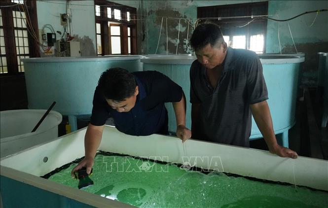 Nhà khoa học về lĩnh vực nuôi giống hải sâm (bên trái) kiểm tra giống trong hồ nuôi. Ảnh: Phan Sáu - TTXVN