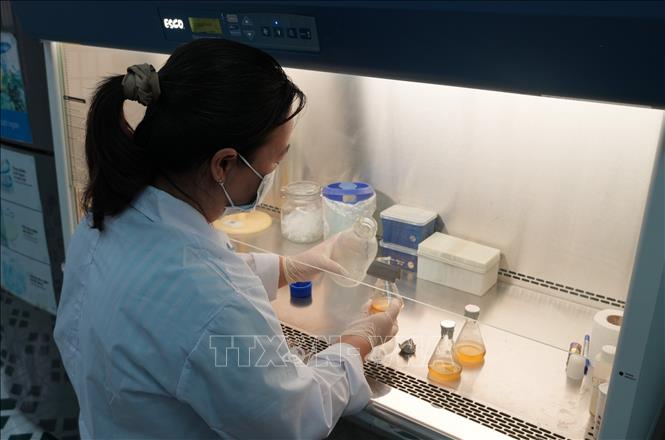 Nghiên cứu khoa học được thực hiện tại các phòng thí nghiệm của Viện Khoa học Thủy sản Việt Nam. Ảnh: Phan Sáu - TTXVN