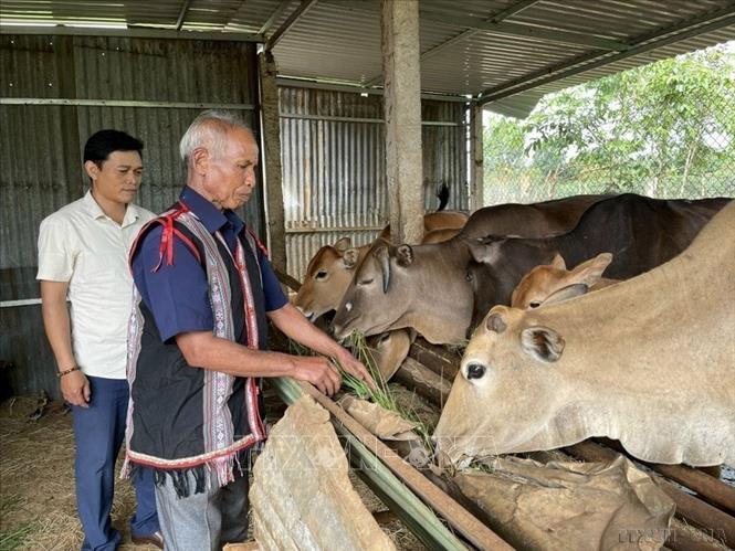 Già Puih Duch, làng Jut 2, huyện Ia Grai, Gia Lai, gương mẫu đi đầu trong phát triển kinh tế, xóa đói giảm nghèo (2023). Ảnh: TTXVN