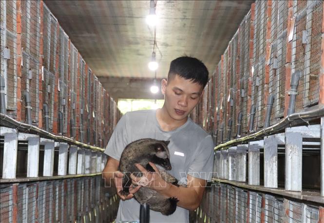 Anh Lê Văn Phước, xã Mai Hoa, tỉnh Hà Tĩnh, là chủ mô hình nuôi chồn hương có quy mô 1.000 con. Ảnh: Hoàng Ngà - TTXVN